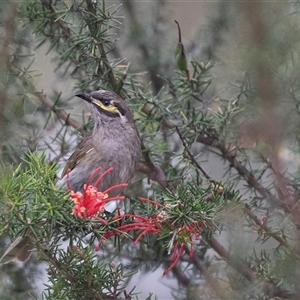 Caligavis chrysops at McKellar, ACT - 11 Nov 2024