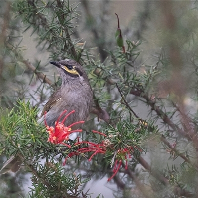 Caligavis chrysops (Yellow-faced Honeyeater) at McKellar, ACT - 11 Nov 2024 by AlisonMilton