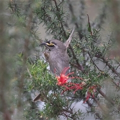 Caligavis chrysops at McKellar, ACT - 11 Nov 2024