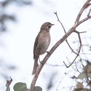 Caligavis chrysops at McKellar, ACT - 11 Nov 2024