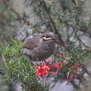 Caligavis chrysops at McKellar, ACT - 11 Nov 2024