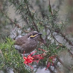 Caligavis chrysops at McKellar, ACT - 11 Nov 2024