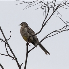 Anthochaera carunculata (Red Wattlebird) at Lawson, ACT - 11 Nov 2024 by AlisonMilton