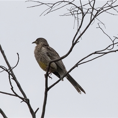 Anthochaera carunculata (Red Wattlebird) at Lawson, ACT - 10 Nov 2024 by AlisonMilton