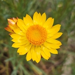 Xerochrysum viscosum (Sticky Everlasting) at Whitlam, ACT - 14 Nov 2024 by sangio7