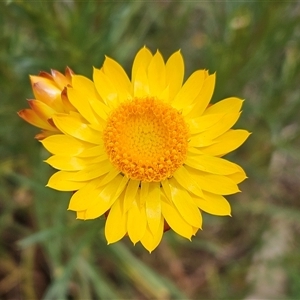 Xerochrysum viscosum at Whitlam, ACT - 14 Nov 2024