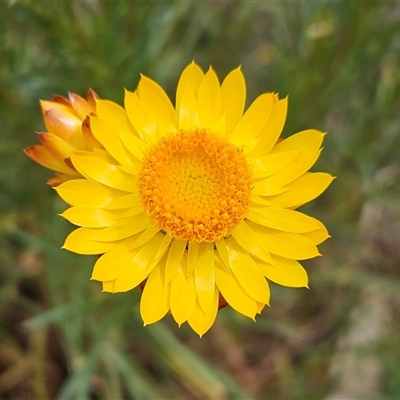 Xerochrysum viscosum (Sticky Everlasting) at Whitlam, ACT - 13 Nov 2024 by sangio7