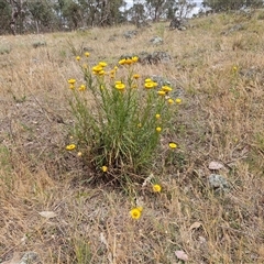 Xerochrysum viscosum at Whitlam, ACT - 14 Nov 2024