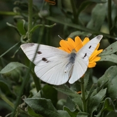 Pieris rapae (Cabbage White) at Lawson, ACT - 11 Nov 2024 by AlisonMilton