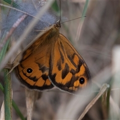 Heteronympha merope (Common Brown Butterfly) at McKellar, ACT - 11 Nov 2024 by AlisonMilton