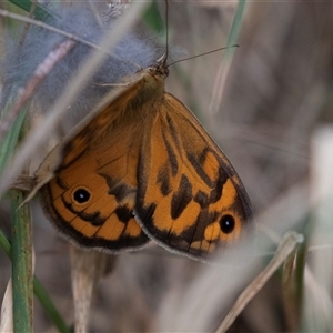 Heteronympha merope at McKellar, ACT - 11 Nov 2024