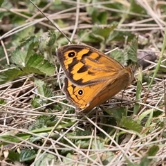 Heteronympha merope at McKellar, ACT - 11 Nov 2024