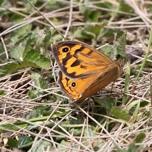 Heteronympha merope at McKellar, ACT - 11 Nov 2024