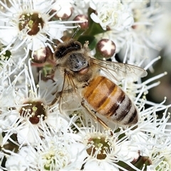 Apis mellifera at West Wodonga, VIC - 9 Nov 2024 by KylieWaldon