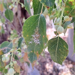 Protyora sterculiae (Kurrajong star psyllid) at Watson, ACT - 14 Nov 2024 by abread111