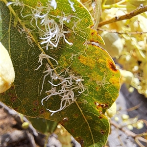 Protyora sterculiae at Watson, ACT - 14 Nov 2024