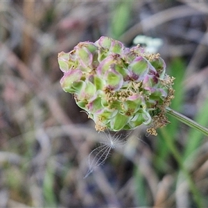 Sanguisorba minor at Yarra, NSW - 14 Nov 2024