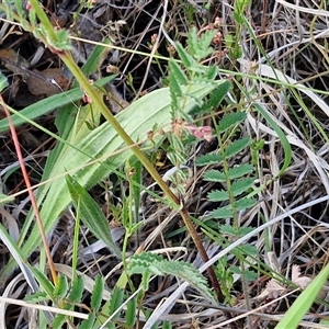 Sanguisorba minor at Yarra, NSW - 14 Nov 2024