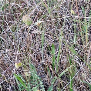 Sanguisorba minor at Yarra, NSW - 14 Nov 2024