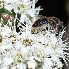 Unverified Bee (Hymenoptera, Apiformes) at West Wodonga, VIC - 10 Nov 2024 by KylieWaldon
