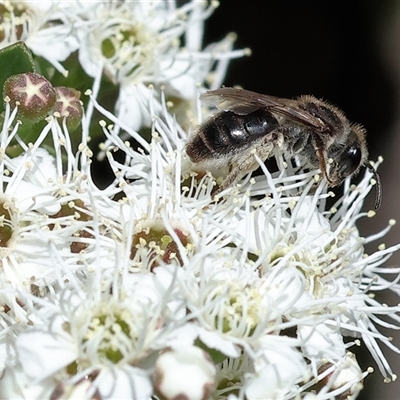 Unverified Bee (Hymenoptera, Apiformes) at West Wodonga, VIC - 10 Nov 2024 by KylieWaldon