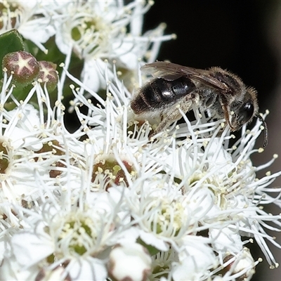 Unidentified Bee (Hymenoptera, Apiformes) at West Wodonga, VIC - 9 Nov 2024 by KylieWaldon