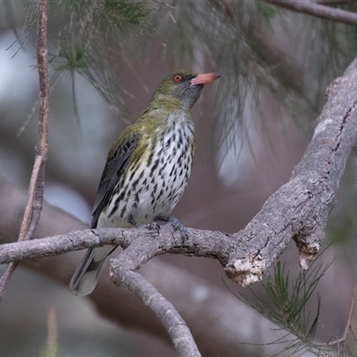 Oriolus sagittatus (Olive-backed Oriole) at McKellar, ACT - 11 Nov 2024 by AlisonMilton