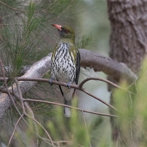 Oriolus sagittatus at McKellar, ACT - 11 Nov 2024 01:13 PM