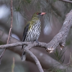 Oriolus sagittatus at McKellar, ACT - 11 Nov 2024 01:13 PM