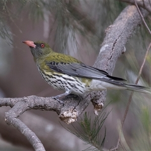 Oriolus sagittatus at McKellar, ACT - 11 Nov 2024 01:13 PM