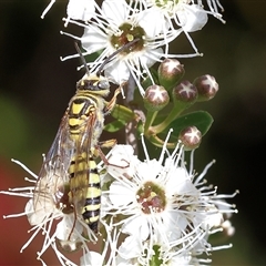 Unidentified Flower wasp (Scoliidae or Tiphiidae) at West Wodonga, VIC - 9 Nov 2024 by KylieWaldon