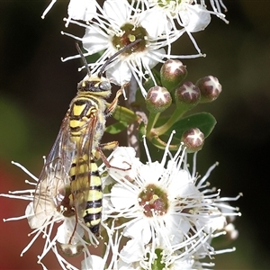 Unidentified Flower wasp (Scoliidae or Tiphiidae) at West Wodonga, VIC by KylieWaldon