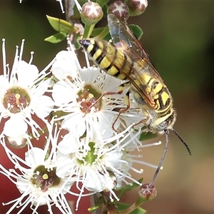 Elidothynnus mellius at West Wodonga, VIC - 10 Nov 2024 09:19 AM