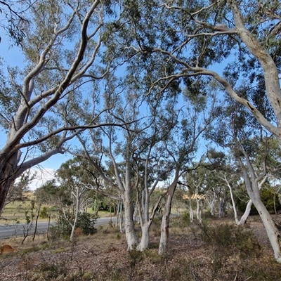 Eucalyptus rossii (Inland Scribbly Gum) at Yarra, NSW - 14 Nov 2024 by trevorpreston