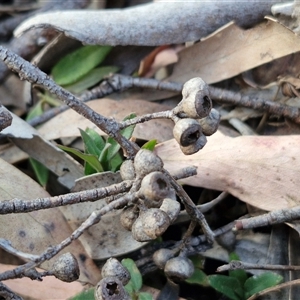 Eucalyptus rossii at Yarra, NSW - 14 Nov 2024 04:34 PM