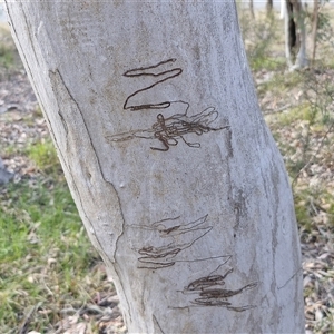 Eucalyptus rossii at Yarra, NSW - 14 Nov 2024 04:34 PM