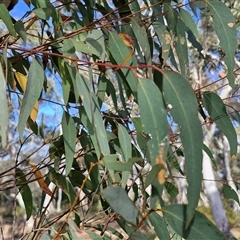 Eucalyptus rossii at Yarra, NSW - 14 Nov 2024 04:34 PM