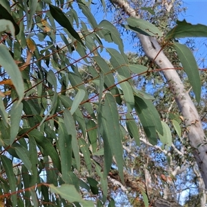 Eucalyptus rossii at Yarra, NSW - 14 Nov 2024 04:34 PM