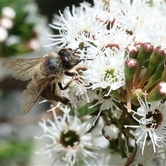 Apis mellifera at West Wodonga, VIC - 9 Nov 2024 by KylieWaldon