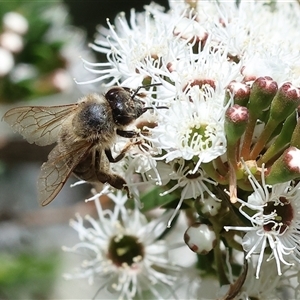 Apis mellifera at West Wodonga, VIC by KylieWaldon