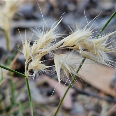 Rytidosperma (genus) (Wallaby Grass) at Yarra, NSW - 14 Nov 2024 by trevorpreston
