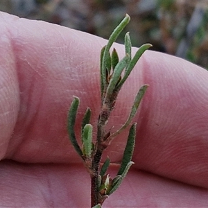 Hibbertia obtusifolia at Yarra, NSW - 14 Nov 2024