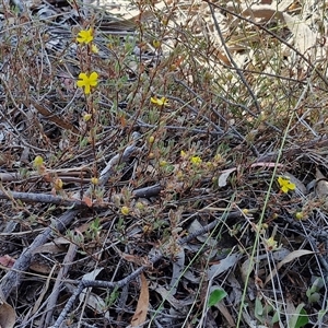 Hibbertia obtusifolia at Yarra, NSW - 14 Nov 2024