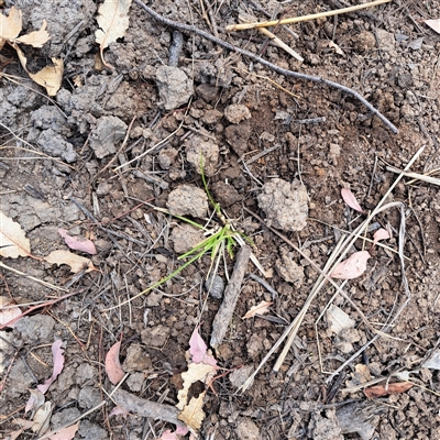 Carex appressa (Tall Sedge) at Watson, ACT - 14 Nov 2024 by abread111