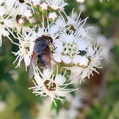 Calliphora augur (Lesser brown or Blue-bodied blowfly) at West Wodonga, VIC - 10 Nov 2024 by KylieWaldon