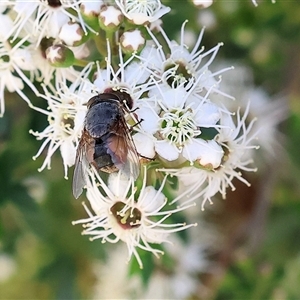 Calliphora augur at West Wodonga, VIC by KylieWaldon