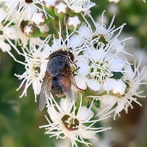 Calliphora augur at West Wodonga, VIC - 10 Nov 2024 09:27 AM