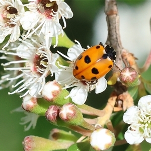 Hippodamia variegata (Spotted Amber Ladybird) at West Wodonga, VIC by KylieWaldon