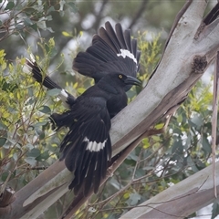 Strepera graculina (Pied Currawong) at Lawson, ACT - 11 Nov 2024 by AlisonMilton