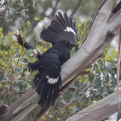 Strepera graculina (Pied Currawong) at Lawson, ACT - 11 Nov 2024 by AlisonMilton